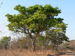 Sivun Sambianleimupuu kuva