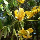 Cassia abbreviata Oliv. resmi