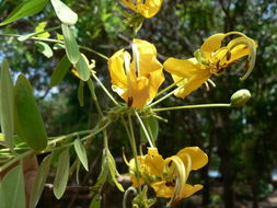 Image of long-pod-cassia