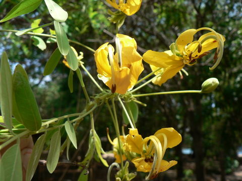 Cassia abbreviata Oliv. resmi