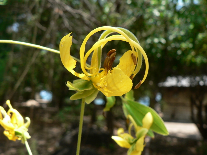 صورة Cassia abbreviata Oliv.