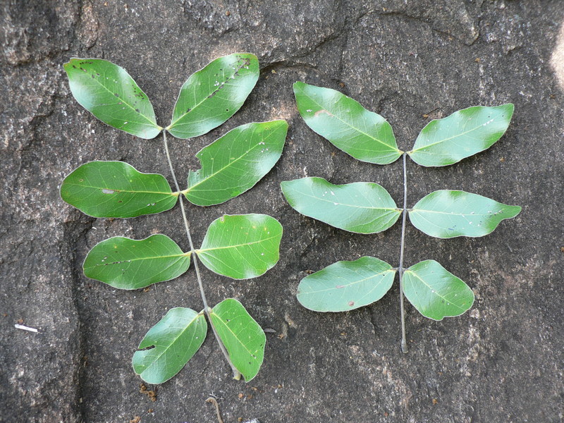 Plancia ëd Julbernardia paniculata (Benth.) Troupin