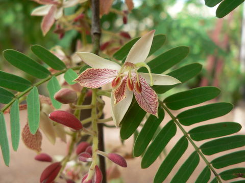 Plancia ëd Tamarindus indica L.