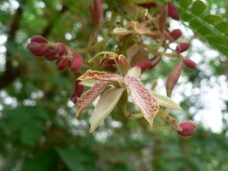 Image of tamarind