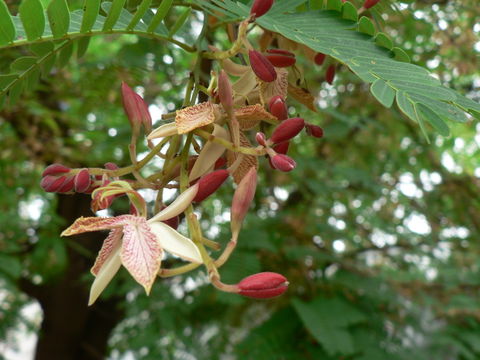 Plancia ëd Tamarindus indica L.