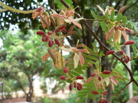 Plancia ëd Tamarindus indica L.