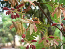 Image of tamarind