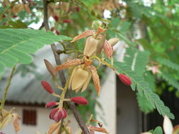 Image of tamarind