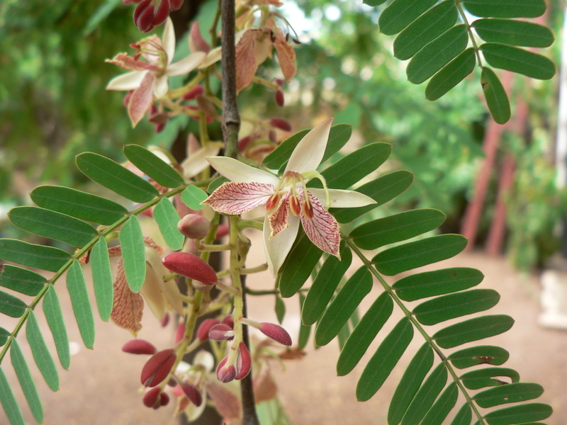 Image of tamarind