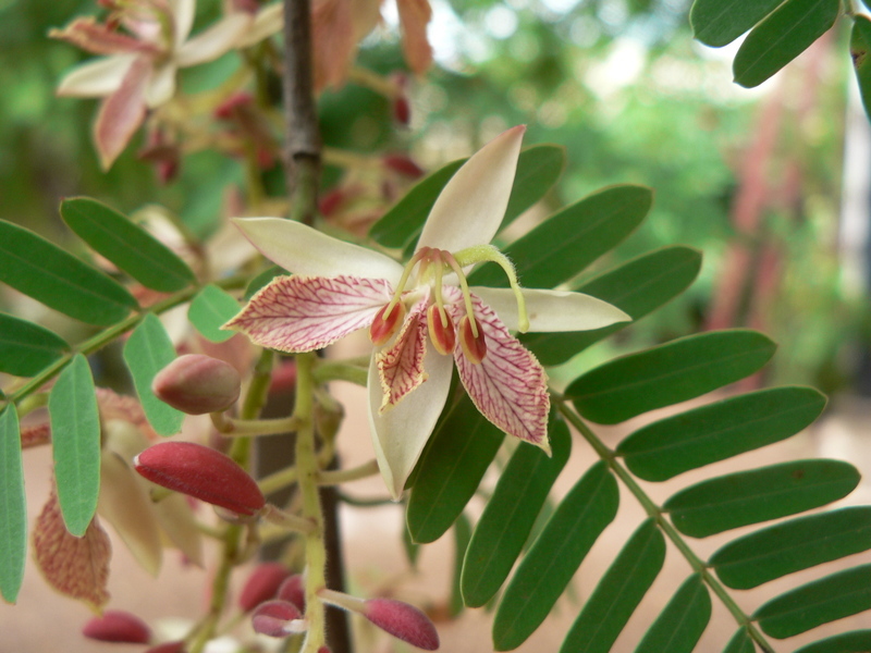 Image of tamarind