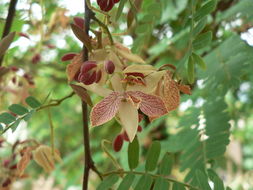 Image of tamarind