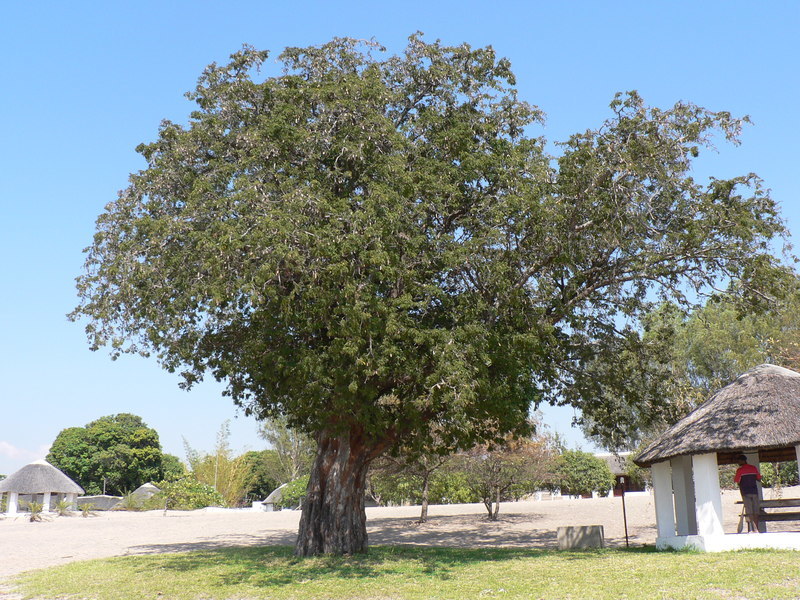 Image of tamarind