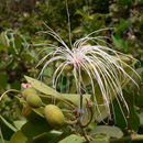 Image of African caper