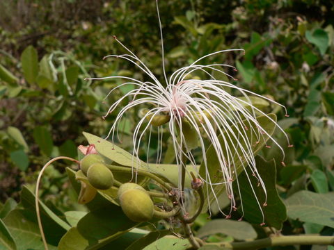 Image of African caper