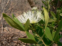 Image of Cucumber-bush