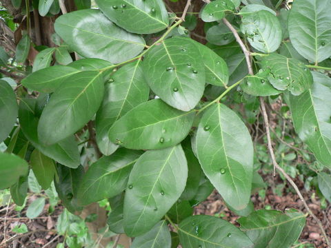 Image of <i>Mystroxylon aethiopicum</i> (Thunb.) Loes.