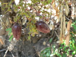 Hirtella zanzibarica Oliv. resmi