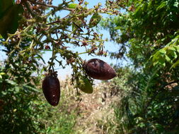 Hirtella zanzibarica Oliv. resmi