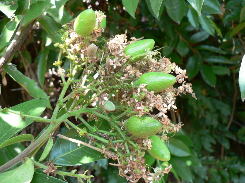 Hirtella zanzibarica Oliv. resmi