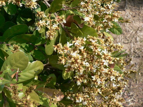 Image of Magnistipula butayei De Wild.