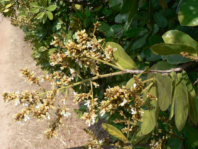 Image of Magnistipula butayei De Wild.