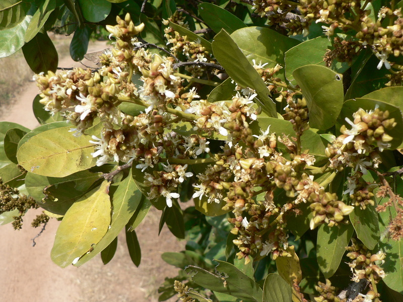 Image of Magnistipula butayei De Wild.