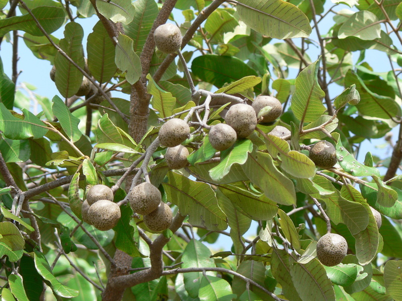 Image of Mobola plum