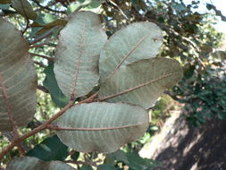 Image of Mobola plum