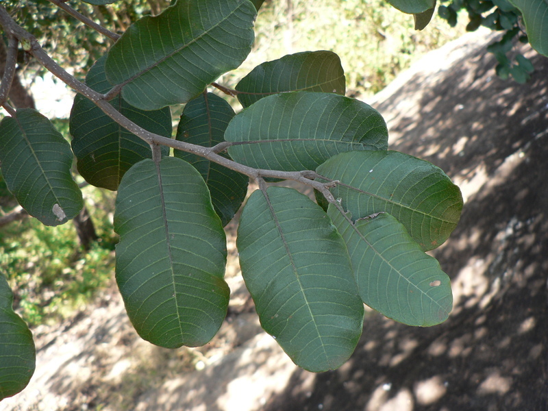 Image of Mobola plum