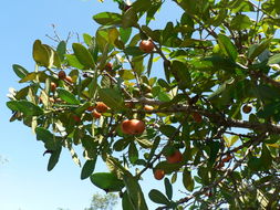 Imagem de Garcinia livingstonei T. Anders.