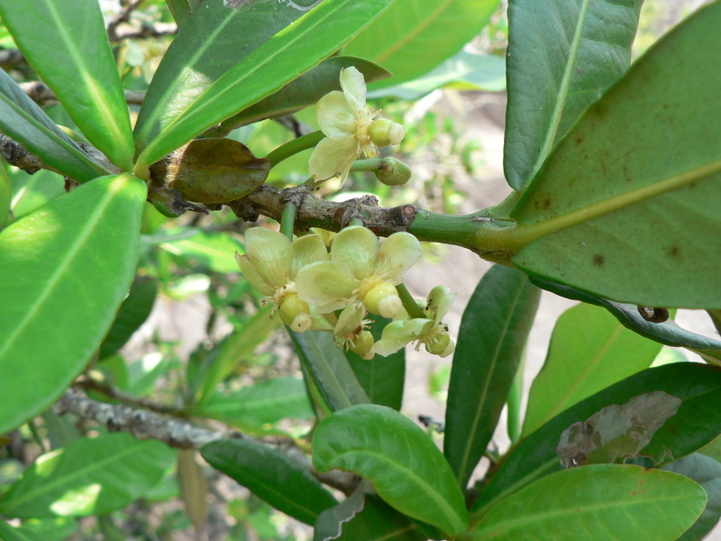 Imagem de Garcinia livingstonei T. Anders.