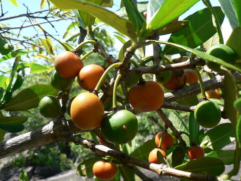 Image of African Mangosteen