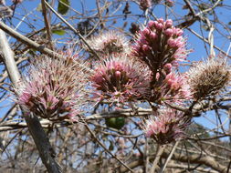 Imagem de Combretum mossambicense (Klotzsch) Engl.