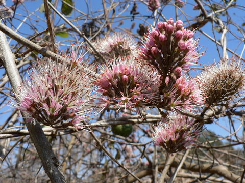 Image de Combretum mossambicense (Klotzsch) Engl.