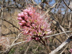 Imagem de Combretum mossambicense (Klotzsch) Engl.