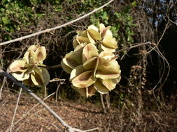 Imagem de Combretum mossambicense (Klotzsch) Engl.