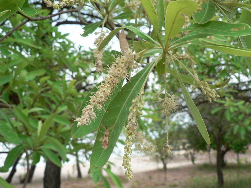 Image of clusterleaf