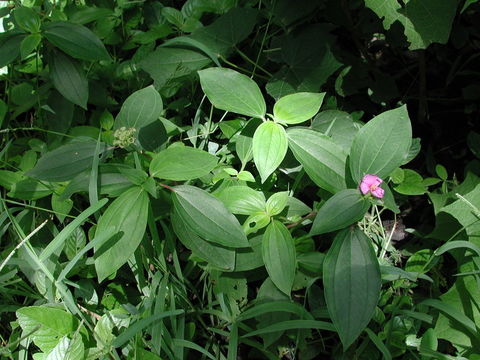 Imagem de Melastomastrum capitatum (Vahl) A. & R. Fern.