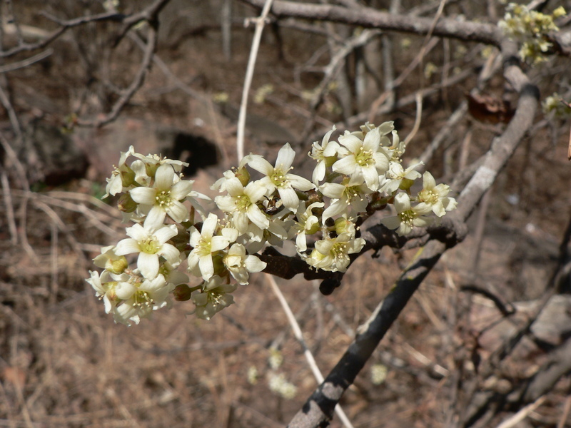 Rourea orientalis Baill.的圖片