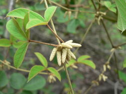 Image of Dioscorea quartiniana A. Rich.