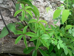 Image of Dioscorea quartiniana A. Rich.