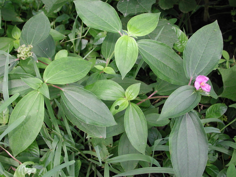 صورة Melastomastrum capitatum (Vahl) A. & R. Fern.