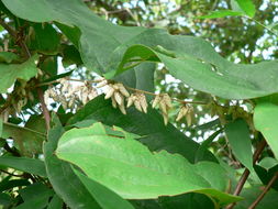 Image of Dioscorea quartiniana A. Rich.