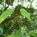 Image of Dioscorea schimperiana Hochst. ex Kunth