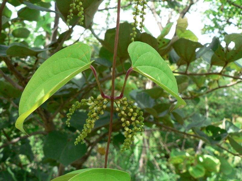 Image of Dioscorea schimperiana Hochst. ex Kunth