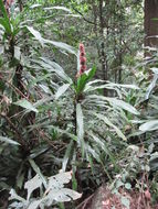 Image of fragrant dracaena