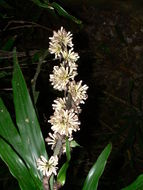 Image of fragrant dracaena