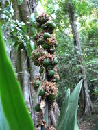 Image of fragrant dracaena