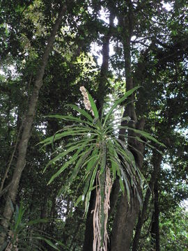 Image of fragrant dracaena