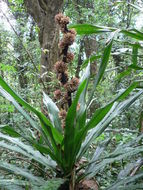 Image of fragrant dracaena